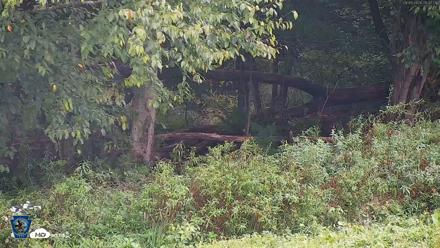Pennsylvania Elk Live Webcam - Sep 6, 2026, 9:37am EDT