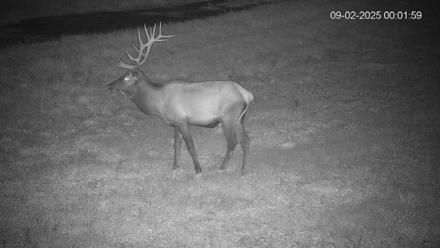Pennsylvania Elk Live Webcam - Sep 2, 2025, 12:02am EDT