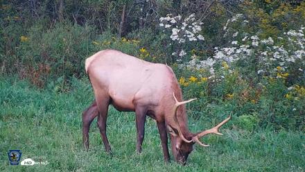 Pennsylvania Elk Live Webcam - Sep 8, 2026, 6:32pm EDT