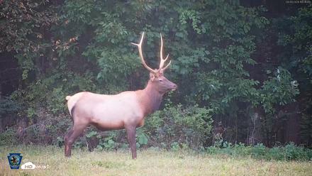 Pennsylvania Elk Live Webcam - Sep 9, 2026, 7:02pm EDT
