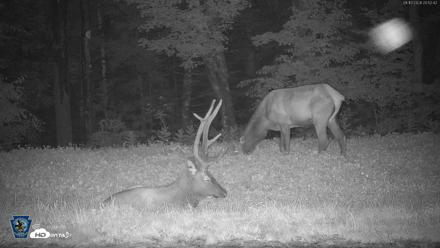 Pennsylvania Elk Live Webcam - Aug 10, 2026, 8:53pm EDT