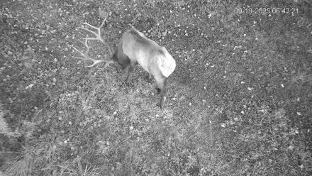 Pennsylvania Elk Live Webcam - Sep 19, 2025, 6:44am EDT