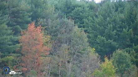 Pennsylvania Elk Live Webcam - Sep 30, 2026, 12:04pm EDT