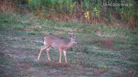 Pennsylvania Elk Live Webcam - Sep 16, 2025, 7:00pm EDT