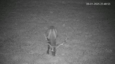 Pennsylvania Elk Live Webcam - Sep 1, 2025, 11:49pm EDT