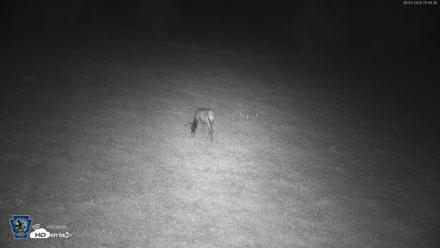 Pennsylvania Elk Live Webcam - Aug 12, 2026, 9:50pm EDT