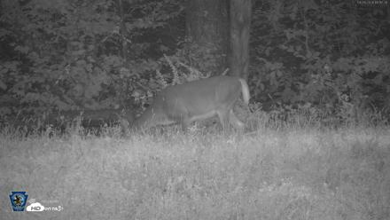 Pennsylvania Elk Live Webcam - Sep 28, 2026, 7:18pm EDT