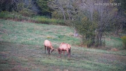 Pennsylvania Elk Live Webcam - Sep 9, 2025, 7:35pm EDT