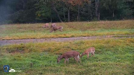 Pennsylvania Elk Live Webcam - Sep 27, 2026, 6:45pm EDT