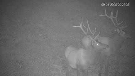 Pennsylvania Elk Live Webcam - Sep 4, 2025, 8:28pm EDT
