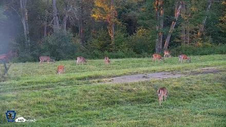 Pennsylvania Elk Live Webcam - Sep 5, 2026, 7:10pm EDT