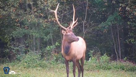 Pennsylvania Elk Live Webcam - Sep 9, 2026, 7:10pm EDT