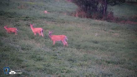 Pennsylvania Elk Live Webcam - Aug 15, 2026, 8:27pm EDT