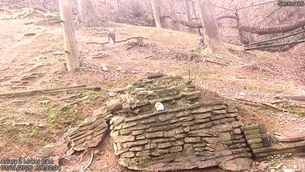 Dollywood Eagles Live Webcam - Aviary 2 - Mar 21, 2026, 9:12am EDT