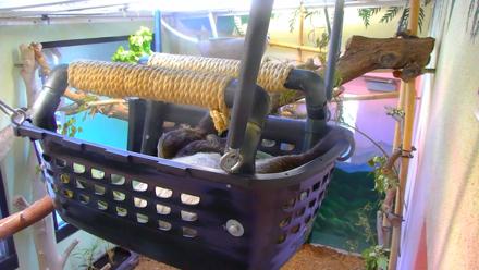 Reid Park Zoo Sloth Live Webcam - Dec 11, 2025, 11:28am MST