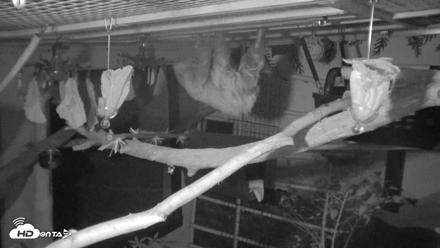 Reid Park Zoo Sloth Live Webcam - Oct 12, 2026, 10:42pm MST