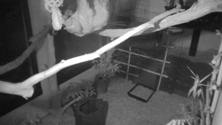 Reid Park Zoo Sloth Live Webcam - Apr 7, 2026, 7:40pm MST