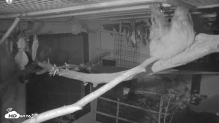 Reid Park Zoo Sloth Live Webcam - Oct 18, 2026, 8:40pm MST