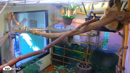 Reid Park Zoo Sloth Live Webcam - Sep 18, 2026, 3:51pm MST