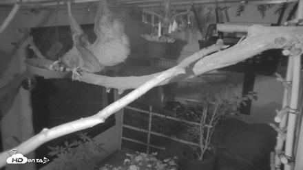 Reid Park Zoo Sloth Live Webcam - Sep 18, 2026, 9:58pm MST