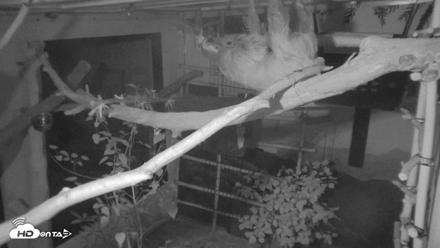 Reid Park Zoo Sloth Live Webcam - Sep 6, 2026, 2:40am MST