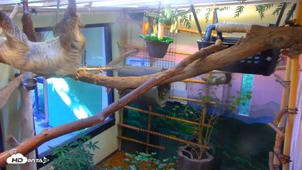 Reid Park Zoo Sloth Live Webcam - Sep 18, 2026, 3:51pm MST