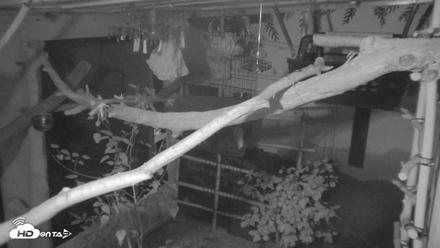 Reid Park Zoo Sloth Live Webcam - Sep 6, 2026, 8:36pm MST
