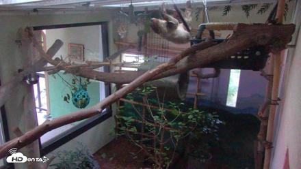 Reid Park Zoo Sloth Live Webcam - May 3, 2026, 5:47am MST