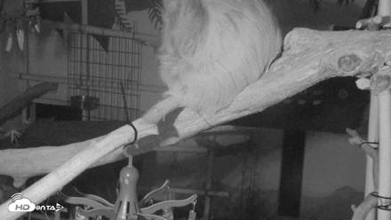 Reid Park Zoo Sloth Live Webcam - Jun 30, 2026, 9:36pm MST