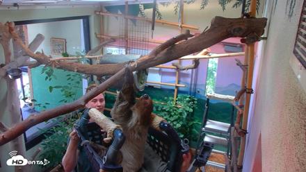 Reid Park Zoo Sloth Live Webcam - Aug 17, 2026, 1:58pm MST