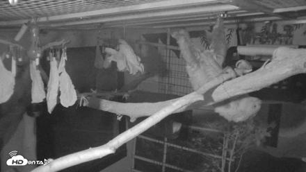 Reid Park Zoo Sloth Live Webcam - Oct 18, 2026, 4:40am MST
