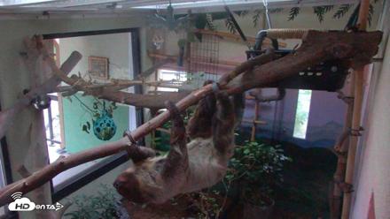 Reid Park Zoo Sloth Live Webcam - May 3, 2026, 5:50am MST