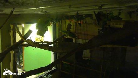Reid Park Zoo Sloth Live Webcam - Oct 11, 2026, 8:14pm MST