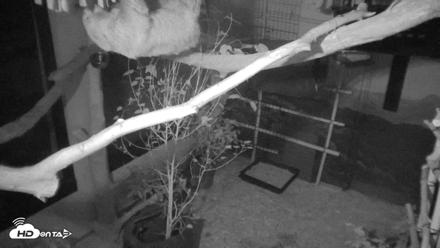 Reid Park Zoo Sloth Live Webcam - Apr 15, 2026, 7:35pm MST