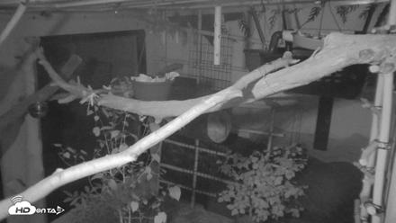Reid Park Zoo Sloth Live Webcam - Sep 12, 2026, 2:04am MST