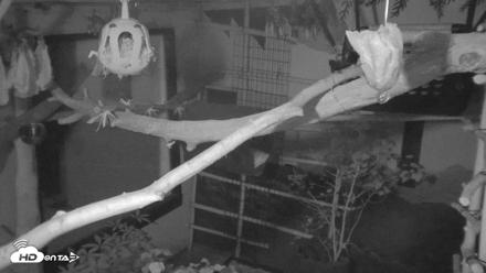 Reid Park Zoo Sloth Live Webcam - Oct 21, 2026, 11:29pm MST
