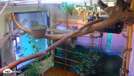 Reid Park Zoo Sloth Live Webcam - Sep 4, 2026, 4:40pm MST