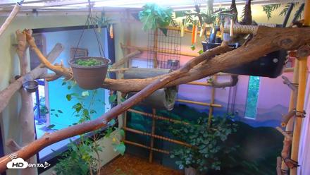 Reid Park Zoo Sloth Live Webcam - Sep 4, 2026, 4:41pm MST