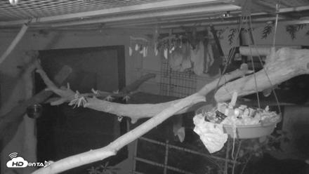 Reid Park Zoo Sloth Live Webcam - Oct 15, 2026, 8:06pm MST