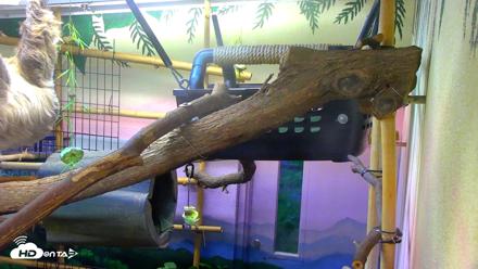 Reid Park Zoo Sloth Live Webcam - May 24, 2026, 5:52pm MST