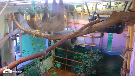 Reid Park Zoo Sloth Live Webcam - Sep 13, 2026, 6:04pm MST
