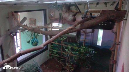 Reid Park Zoo Sloth Live Webcam - May 3, 2026, 5:49am MST