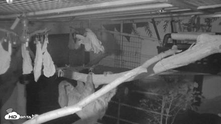 Reid Park Zoo Sloth Live Webcam - Oct 18, 2026, 5:05am MST