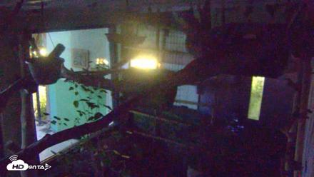 Reid Park Zoo Sloth Live Webcam - Sep 12, 2026, 8:36pm MST