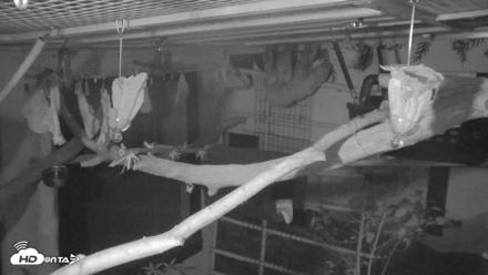 Reid Park Zoo Sloth Live Webcam - Oct 12, 2026, 11:01pm MST
