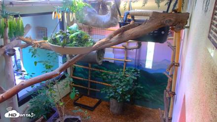 Reid Park Zoo Sloth Live Webcam - Aug 17, 2026, 2:55pm MST