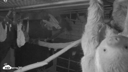 Reid Park Zoo Sloth Live Webcam - Oct 17, 2026, 10:01pm MST