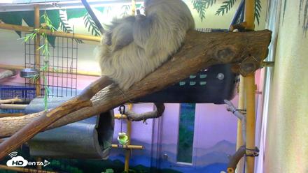 Reid Park Zoo Sloth Live Webcam - May 24, 2026, 6:03pm MST