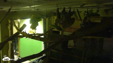 Reid Park Zoo Sloth Live Webcam - Oct 11, 2026, 8:26pm MST