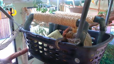 Reid Park Zoo Sloth Live Webcam - Nov 3, 2025, 2:59pm MST